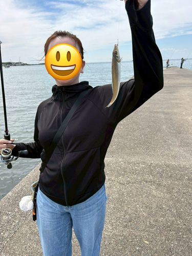 キスの釣果