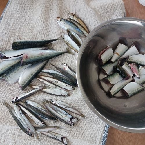 イワシの釣果
