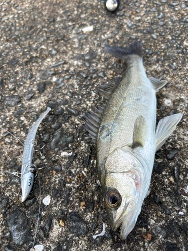 セイゴ（マルスズキ）の釣果