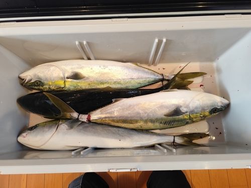 ワラサの釣果