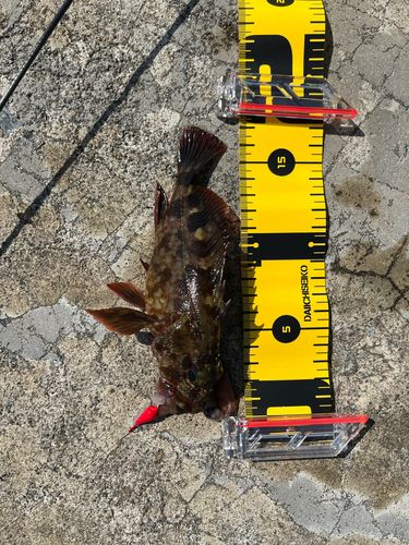 カサゴの釣果