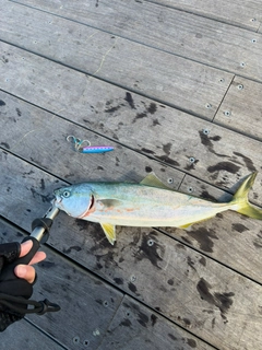 イナダの釣果