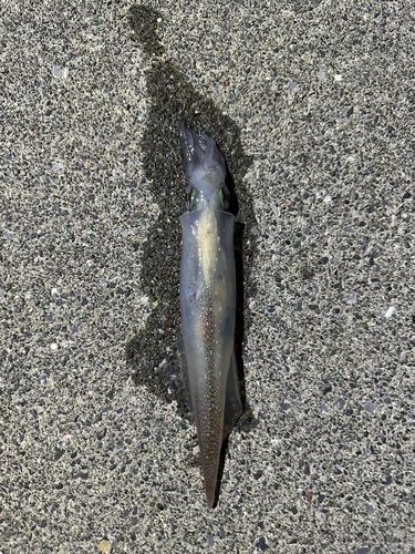 スルメイカの釣果