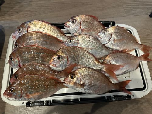 タイの釣果