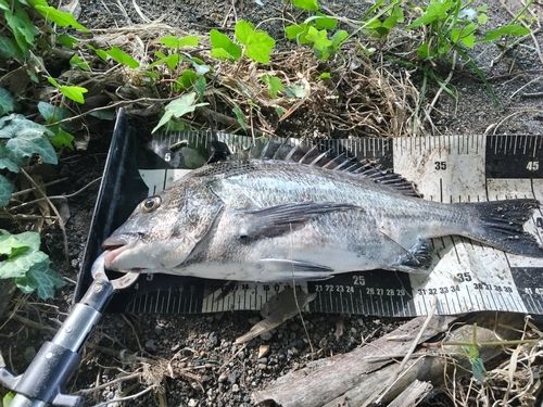 クロダイの釣果