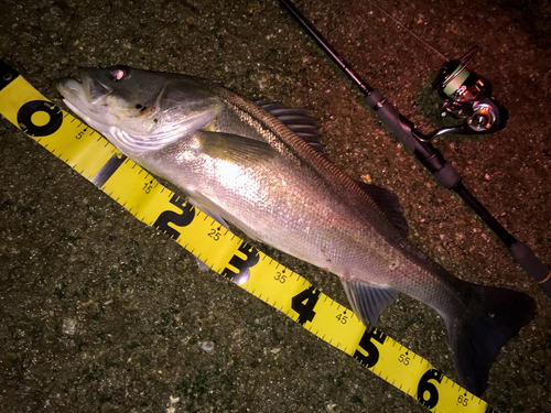 シーバスの釣果