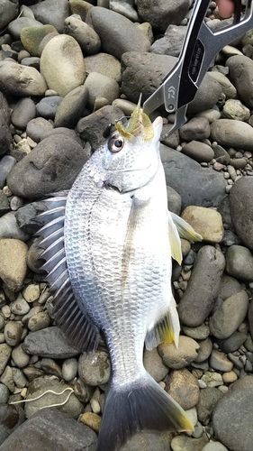 キビレの釣果