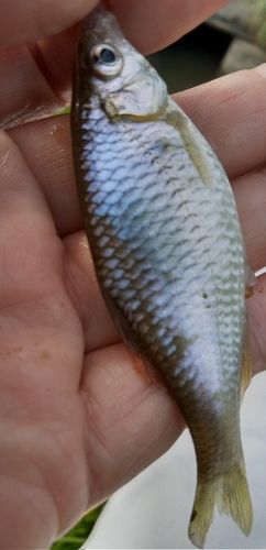 外房で釣れたタナゴの釣り・釣果情報 - アングラーズ | 釣果600万件の