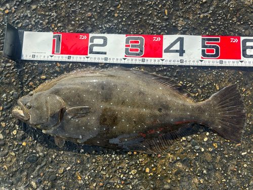 ヒラメの釣果