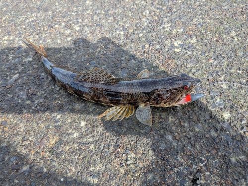エソの釣果