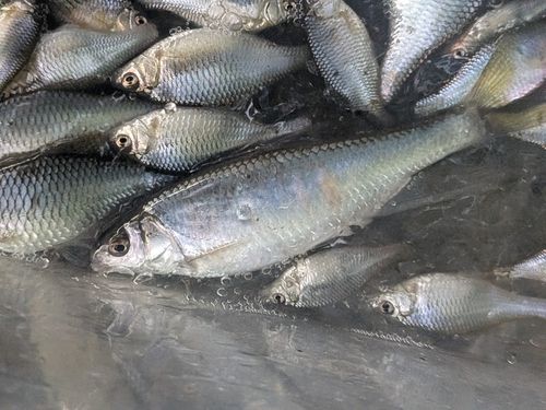 オイカワの釣果
