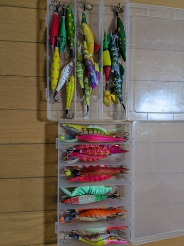 マダコの釣果