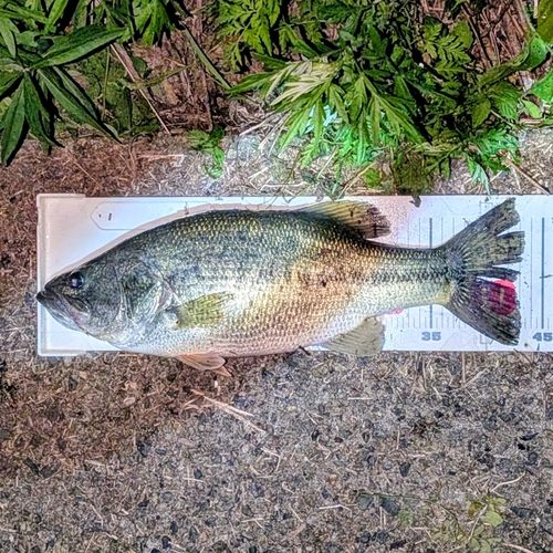 ブラックバスの釣果