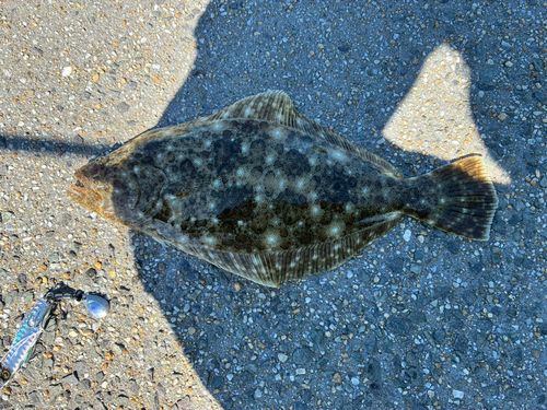 ヒラメの釣果