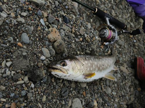 アメマスの釣果