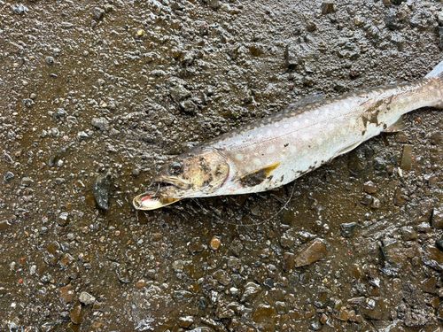 アメマスの釣果