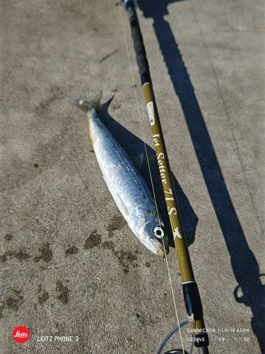 イワシの釣果