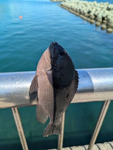 グレの釣果