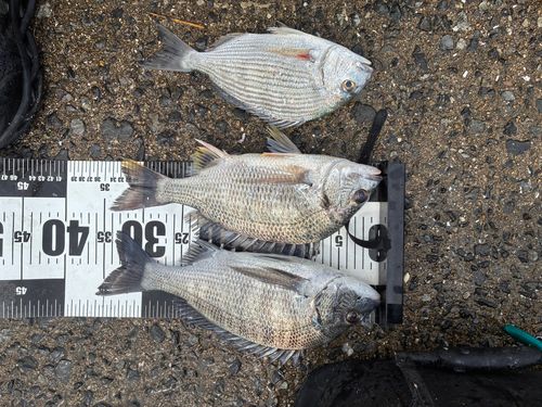 チヌの釣果