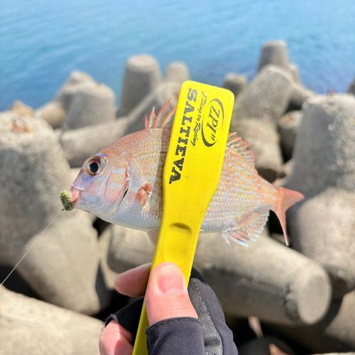 チャリコの釣果