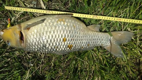 コイの釣果