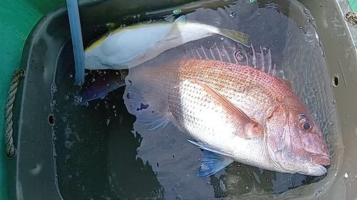 マダイの釣果