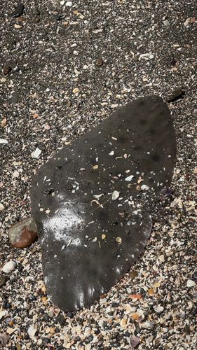 釣果