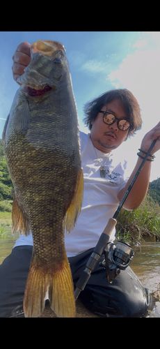 スモールマウスバスの釣果