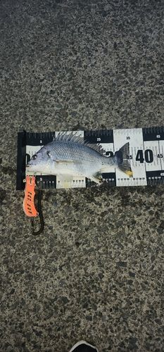 キビレの釣果