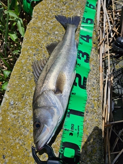 フッコ（マルスズキ）の釣果
