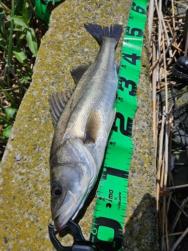フッコ（マルスズキ）の釣果
