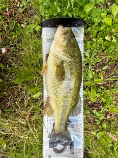 ラージマウスバスの釣果