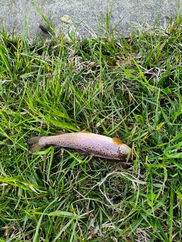 ブラウントラウトの釣果