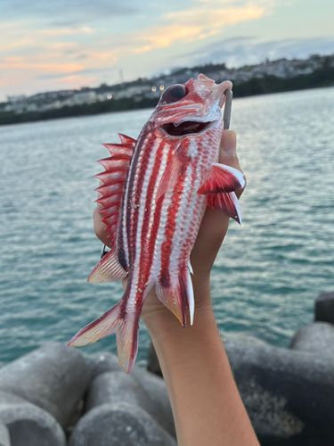 テリエビスの釣果