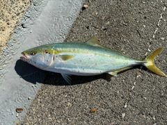 ハマチの釣果