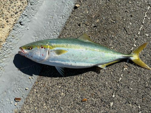 ハマチの釣果