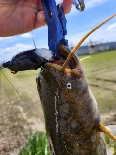 ナマズの釣果