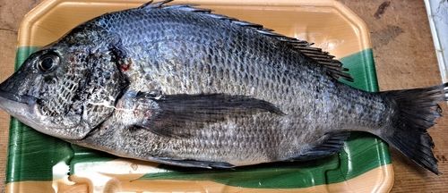 チヌの釣果