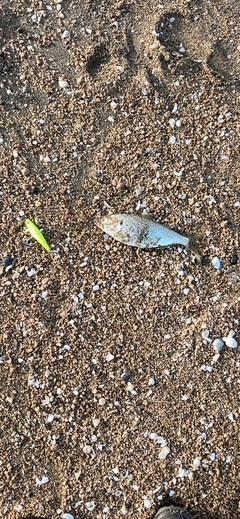 コノシロの釣果