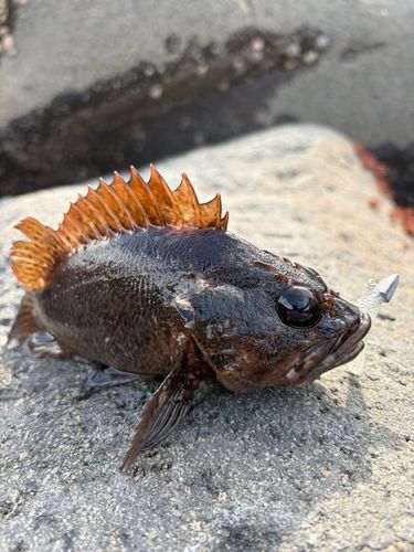 ムラソイの釣果