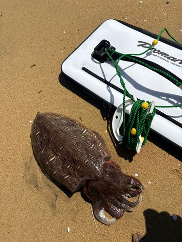 モンゴウイカの釣果