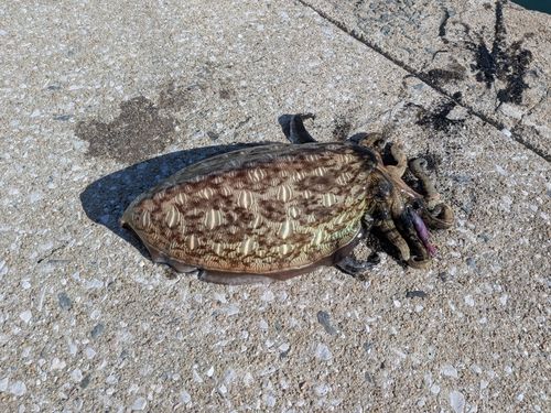 モンゴウイカの釣果