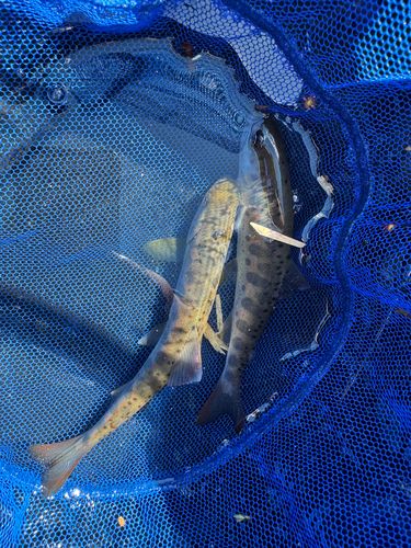 アマゴの釣果