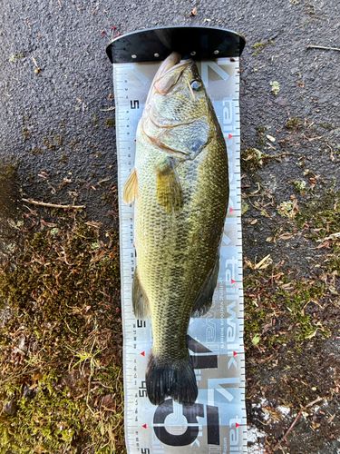ラージマウスバスの釣果