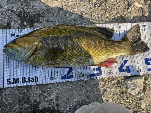 スモールマウスバスの釣果