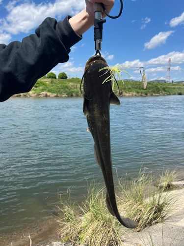ナマズの釣果