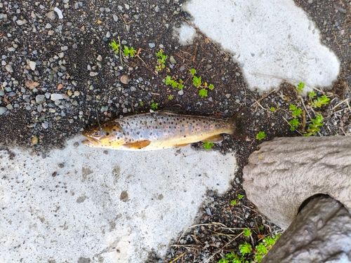 ブラウントラウトの釣果