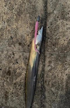 タチウオの釣果