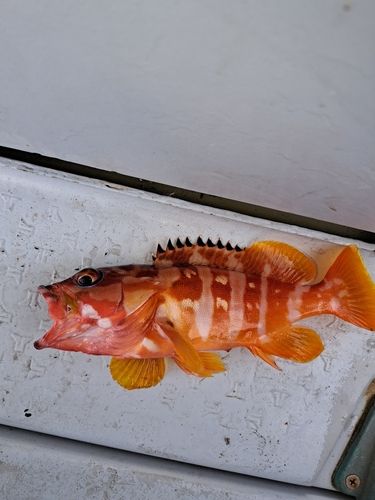 アカハタの釣果