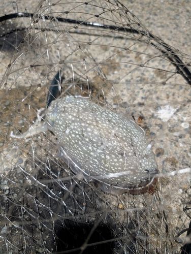 シリヤケイカの釣果